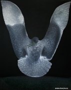 陈秋池作品
