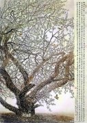 方楚雄作品