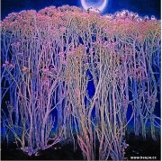王云作品