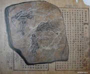 刘奇卡作品