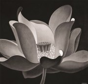 陈琦作品