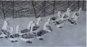 窦长润作品