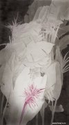 张帆作品