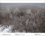 孙丽丽作品