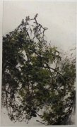 叶靖作品