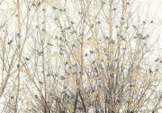 姜玉春作品