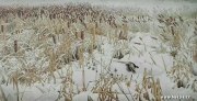 杜平作品