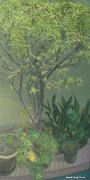 林杞和作品