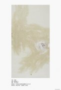 江显蛟作品